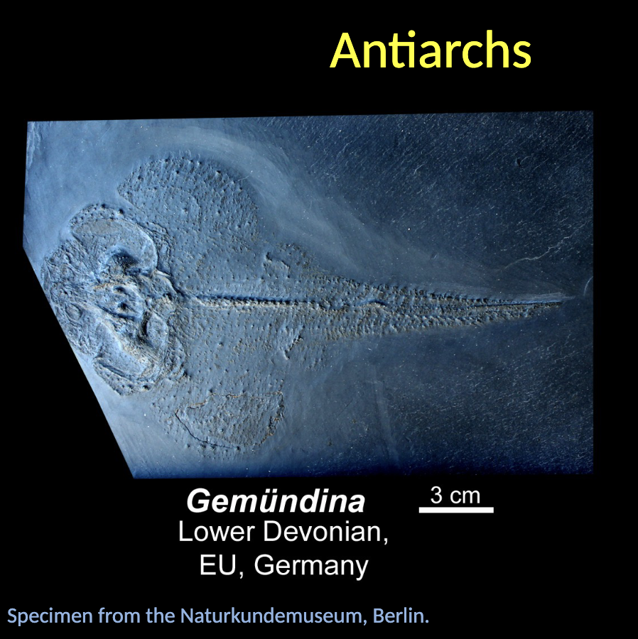 <p>Gemündina - rare antiarch </p>