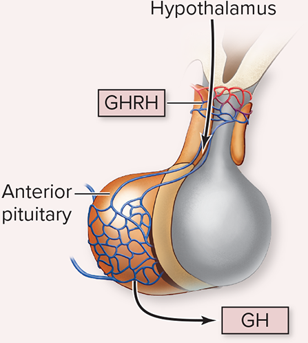 <p>Homeostatic system: GHRH-GH-IGFs</p>