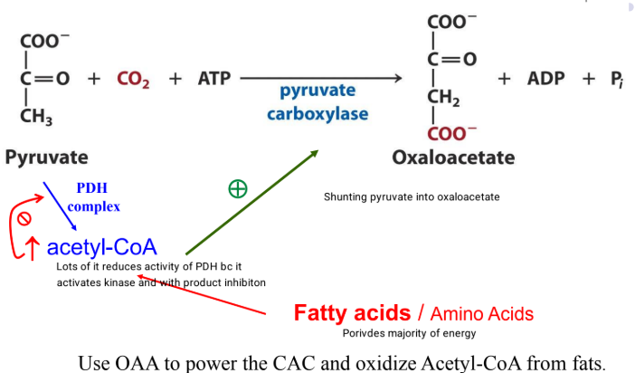 <ul><li><p>they can become acetyl-CoA with the PDH complex, lost of acetyl reduces the activity of PDH bc it activates kinase and with product inhibition</p></li><li><p>they can also become oxaloacetate and high amounts of acetyl-CoA activates this pathway</p></li><li><p>use oxaloacetate to power the CAC and oxidize acetyl-CoA from fats</p></li></ul><p></p>