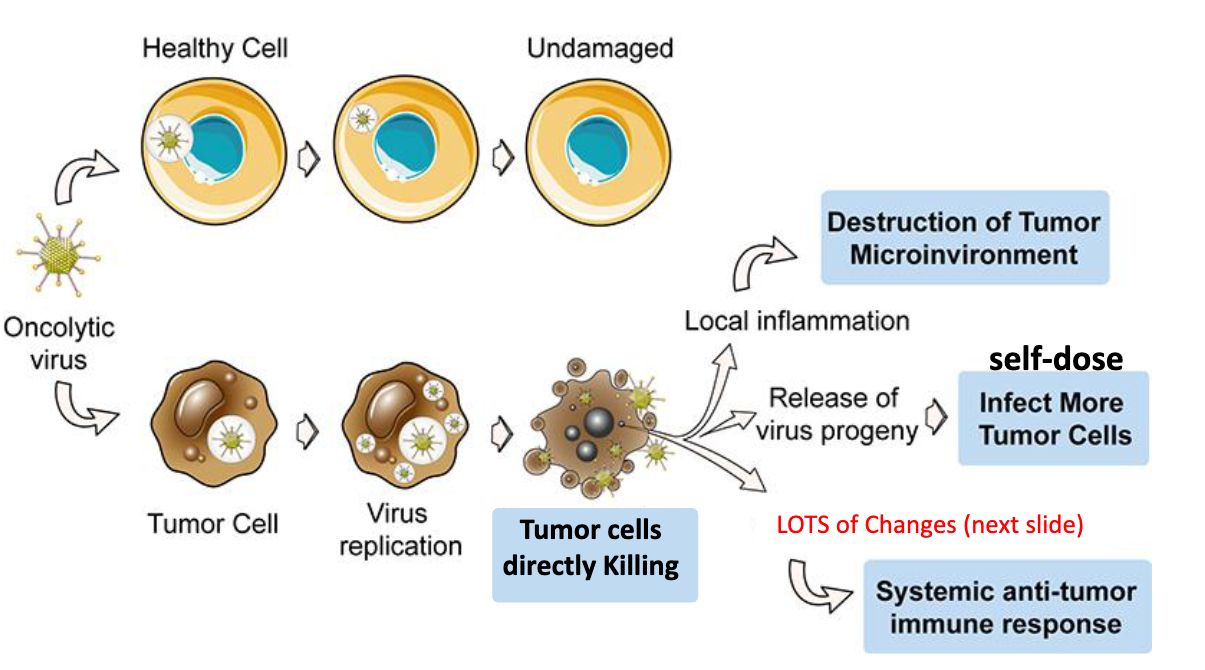 <p>kill cancer cells, dismantle tumor microenvironments, and stimulate anti-tumor immunity → are also self-dosing </p><ul><li><p>is cleared in healthy cell, but can replicate in tumor cell</p></li><li><p>tumor cell replication leads to direct tumor cell death, local inflammation (destruction of tumor microenvironment), release of virus progeny (infect more tumor cells), and systemic anti-tumor immune response </p></li><li><p>self dosing: doses up in tumor cells, doses down elsewhere</p></li><li><p>changes cyto/chemoines in tumor microenvironment, promoting immune activity</p></li></ul><p></p>