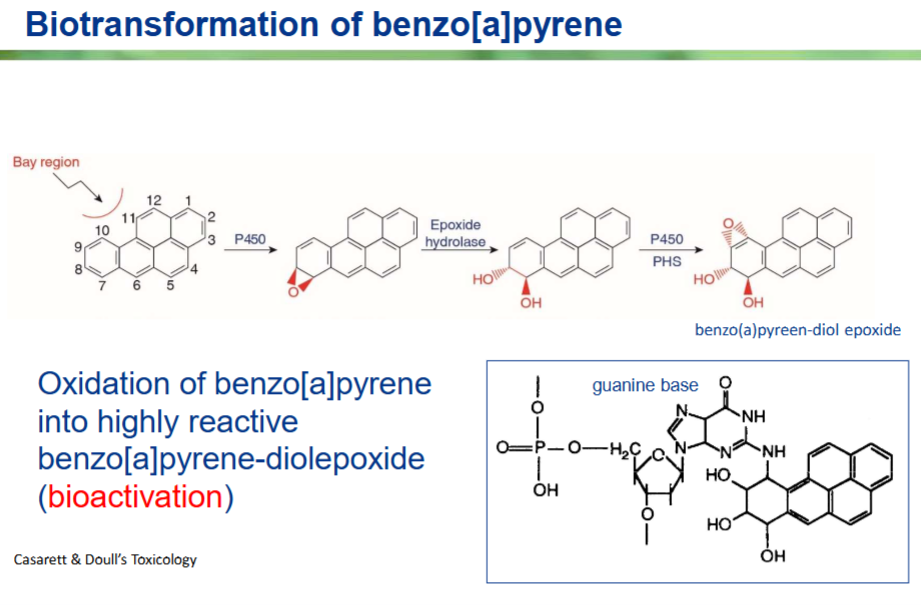 <p>Het stappenplan van de bioactivatie (Bovenste rij)</p><ol><li><p><strong>Benzo[a]pyreen &amp; de 'Bay region':</strong> Je begint links met <strong>benzo[a]pyreen</strong>, een beruchte PAK uit onder andere tabaksrook en dieseluitlaat. Let op de pijl die naar de <strong>'Bay region'</strong> (de baai-regio) wijst. Dit is een specifieke, ingesloten holte in de ringstructuur (tussen positie 10 en 11). Deze regio is chemisch gezien cruciaal voor de toxiciteit.</p></li><li><p><strong>Stap 1: P450 (Epoxidatie):</strong> Het enzym <strong>CYP450</strong> probeert de stof wateroplosbaar te maken door er een zuurstofatoom aan te plakken. Hierdoor ontstaat er een zogeheten <em>epoxide</em> (het rode driehoekje met de 'O' onderaan de ring).</p></li><li><p><strong>Stap 2: Epoxide hydrolase:</strong> Een ander enzym, <strong>epoxide hydrolase</strong>, breekt deze reactieve epoxide-ring snel open en voegt er water aan toe. Hierdoor verandert de epoxide in twee milde hydroxylgroepen (<code>-OH</code>). De stof die nu ontstaan is, heet een <em>dihydrodiol</em>.</p></li><li><p><strong>Stap 3: Nogmaals P450 / PHS (De fatale stap):</strong> Nu gaat het mis. <strong>CYP450</strong> (of PHS) valt de molecuul <em>nog een keer</em> aan, maar nu precies op de plek vlak naast de 'Bay region' (positie 9-10). Er wordt opnieuw een epoxide-ring gevormd (het rode driehoekje linksboven).</p></li></ol><p>Het eindproduct is <strong>benzo(a)pyreen-diol epoxide (BPDE)</strong>.</p><div data-type="horizontalRule"><hr></div><p>Waarom is BPDE zo gevaarlijk?</p><p>Door de unieke vorm van de <em>Bay region</em> zit de nieuwe epoxide-ring heel erg 'beschermd' ingebouwd. Hierdoor kan het opruimenzym (epoxide hydrolase) er niet meer goed bij om hem onschadelijk te maken.</p><p>Het molecuul is nu een extreem agressief <strong>elektrofiel</strong> geworden: het zoekt wanhopig naar elektronen om stabiel te worden. En waar zitten die elektronen in overvloed? In je DNA.</p>
