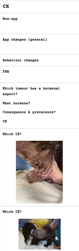 <p><span><strong>Testicular Tumours</strong></span></p>