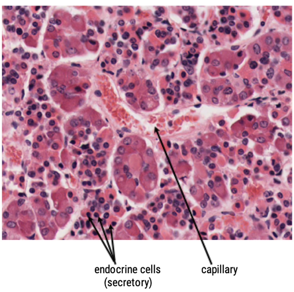 <ul><li><p>6 hormones</p><ul><li><p>Adrenocorticotropic hormone (ACTH)</p></li><li><p>Thyroid-stimulating hormone (TSH)</p></li><li><p>Follicle-stimulating hormone (FSH)</p></li><li><p>Luteinizing hormone (LH)</p></li><li><p>Growth Hormone (GH)</p></li><li><p>Prolactin (PRL)</p></li></ul></li><li><p>Strong capillary system</p></li></ul><p></p>
