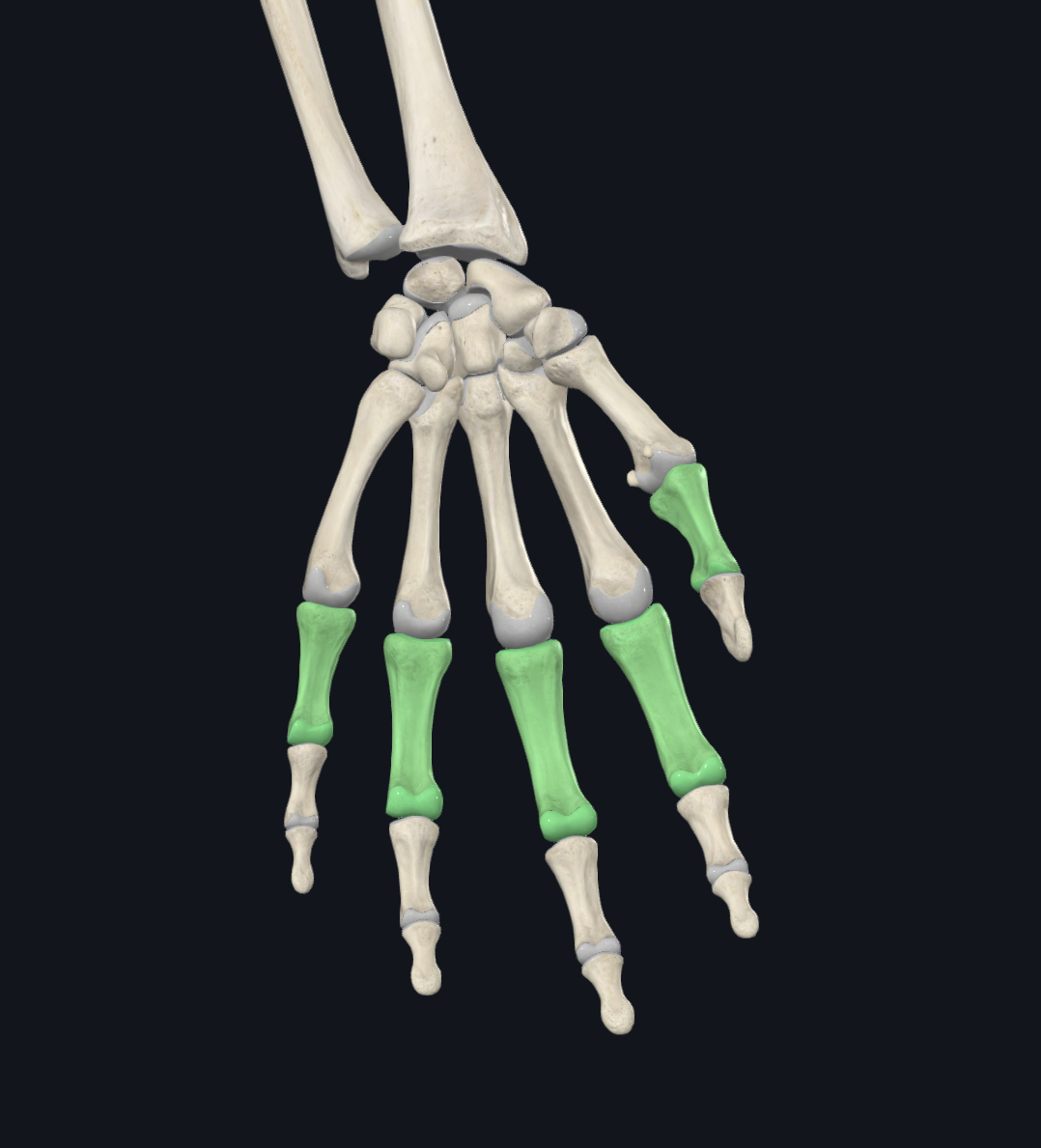 <p>What are these bones?</p>