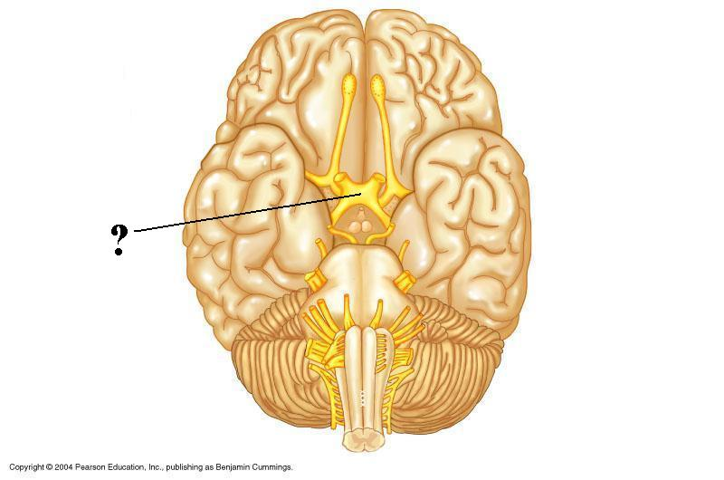 <p>Identify the indicated structure</p>