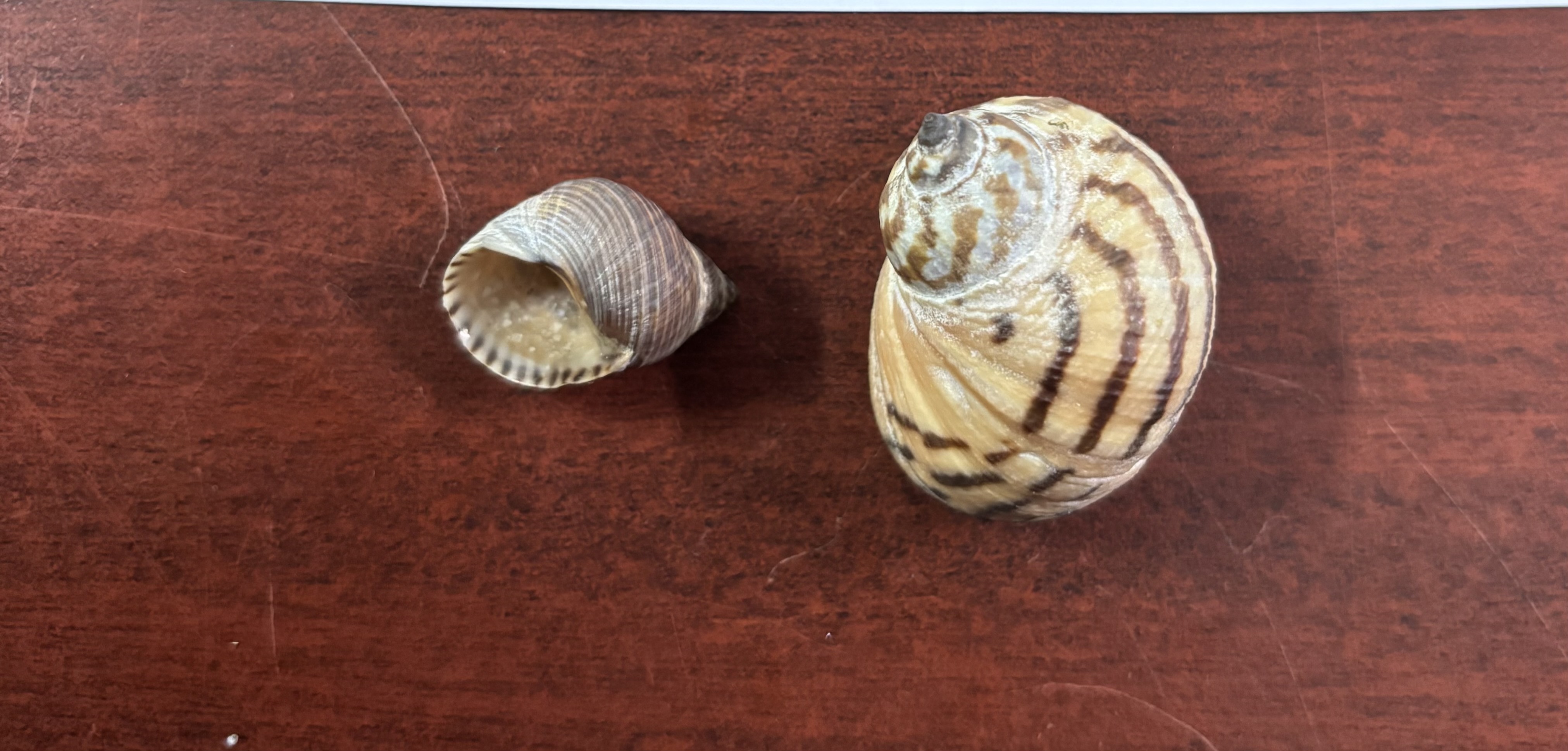 <p><strong>FILO<br>CLASE</strong><br><strong>SUBCLASE</strong><br><strong>ORDEN</strong><br><strong>FAMILIA</strong><br><strong>GÉNERO</strong><br><strong>NOMBRE COMÚN<br>CARACTERÍSTICAS</strong><br><strong>RÁDULA<br>ALIMENTACIÓN <br>HÁBITAT</strong></p>