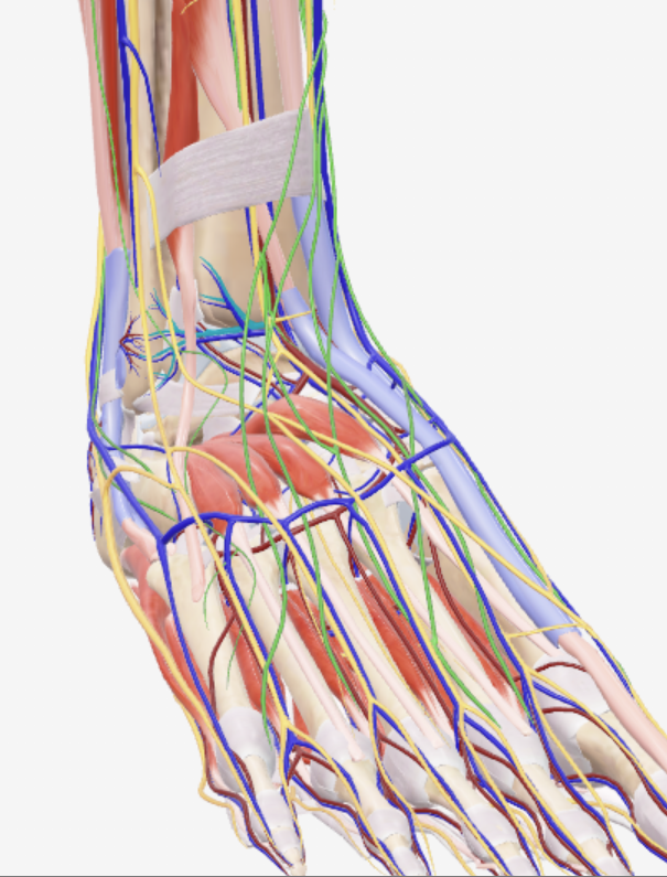 <p>Diep, enkel, zijtakken</p>