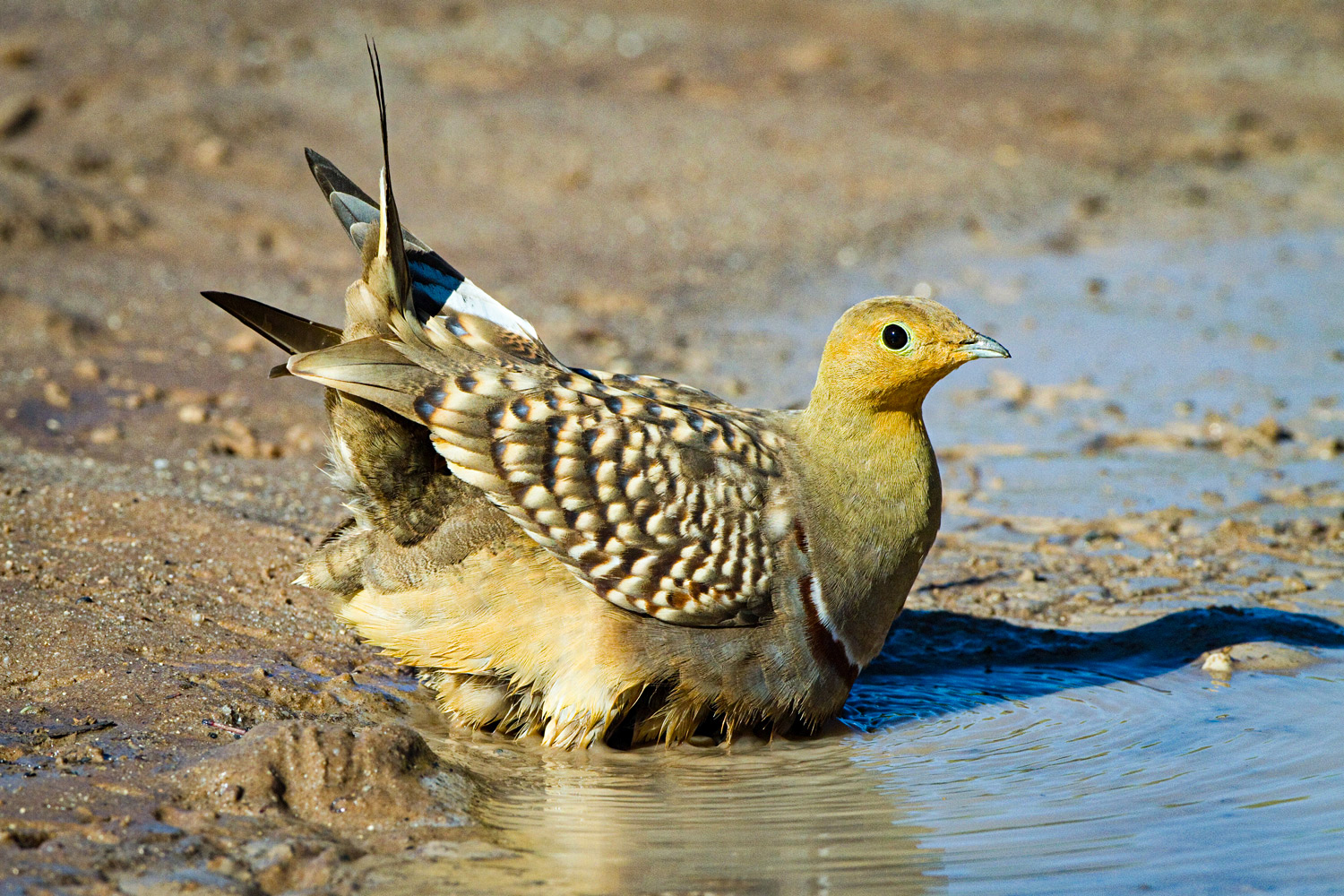 <p>Sandgrouse</p>