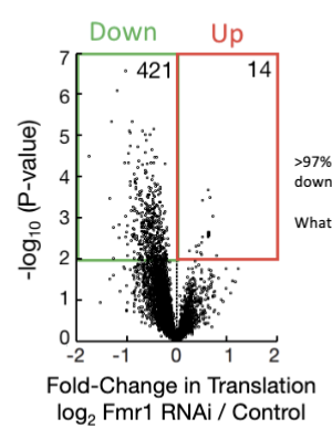 <ul><li><p>loss of Fmr1 leads to decreased ribosome abundance </p></li><li><p>As a result, >97% of mRNAs that depend on Fmr1 are translated less (downregulated at the translational level)</p></li><li><p>Interpretation: Fmr1 is particularly important for efficient translation of long mRNAs, which are otherwise hard to translate. Without Fmr1, these essential mRNAs are not properly translated, impairing oocyte or neuron function</p></li></ul><p></p>