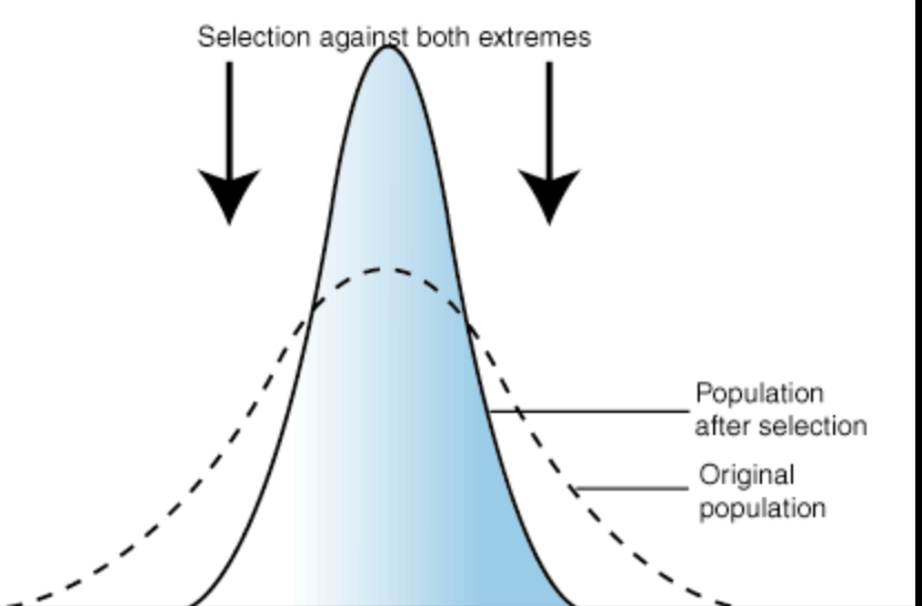 <p><span style="background-color: transparent;">natural selection where the average, middle-of-the-road traits are favored, and extreme variations are selected against</span></p>