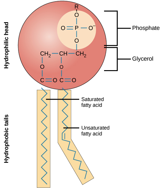 <p>Hydrophilic head </p>