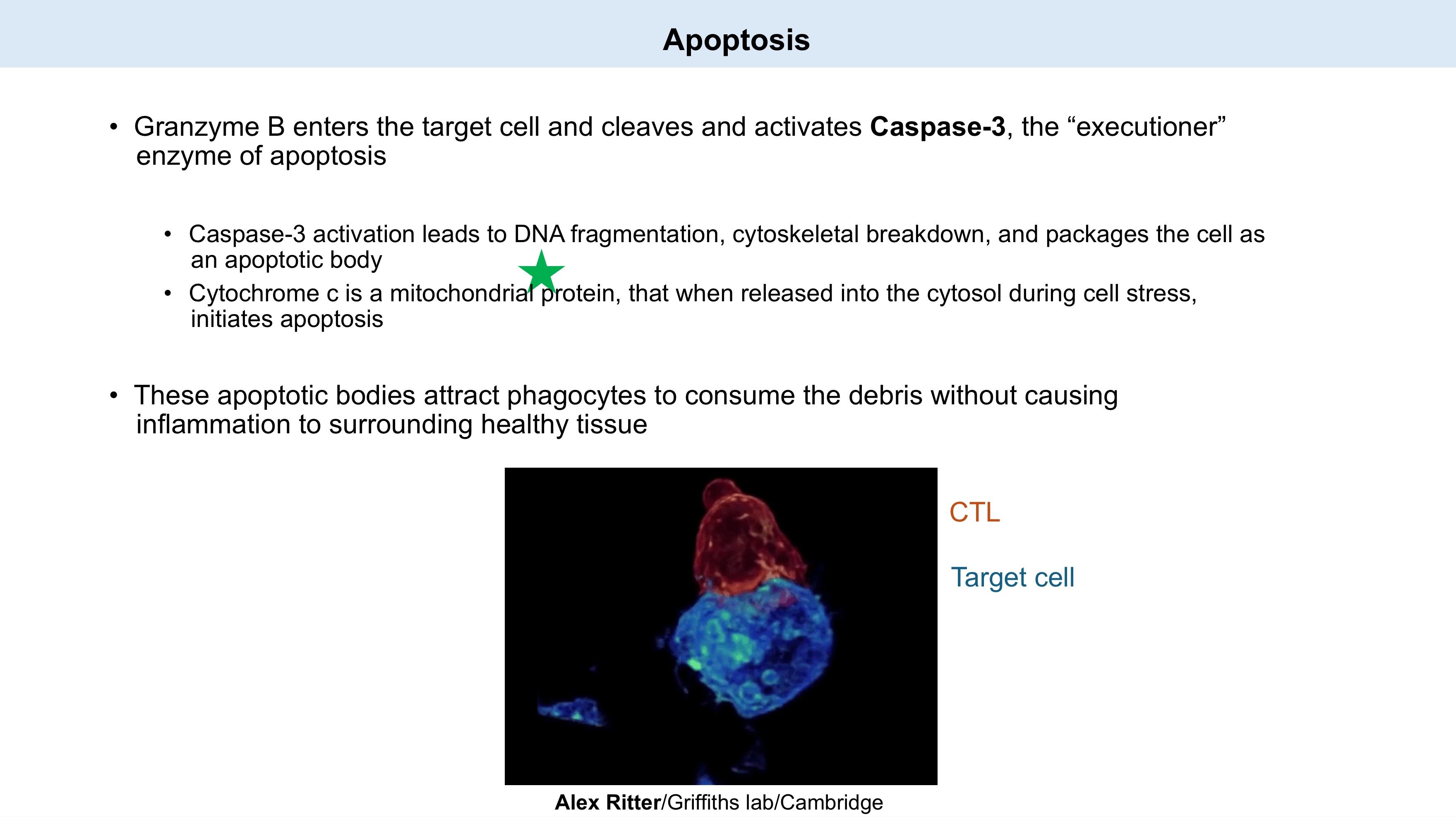 <ul><li><p>Caspase-3</p></li><li><p>DNA fragmentation ; cytoskeletal breakdown</p></li><li><p>mitochondrial</p></li><li><p>phagocytes</p></li></ul><p></p>