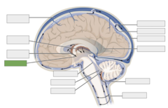 <p>This is the</p>