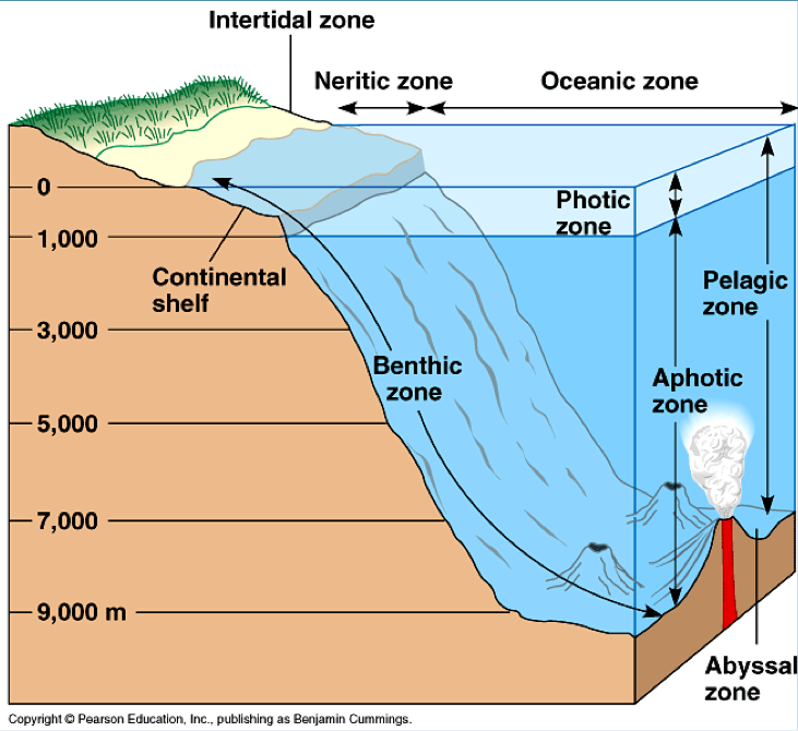 <ul><li><p>portions of the ocean past the continental shelf </p></li><li><p>aka, open ocean </p></li><li><p>biodiversity tends to be extremely spread out &amp; greatly dependent on available nutrients </p><ul><li><p>could go hundreds of miles w out encountering any macroscopic life</p></li></ul></li></ul><p></p>