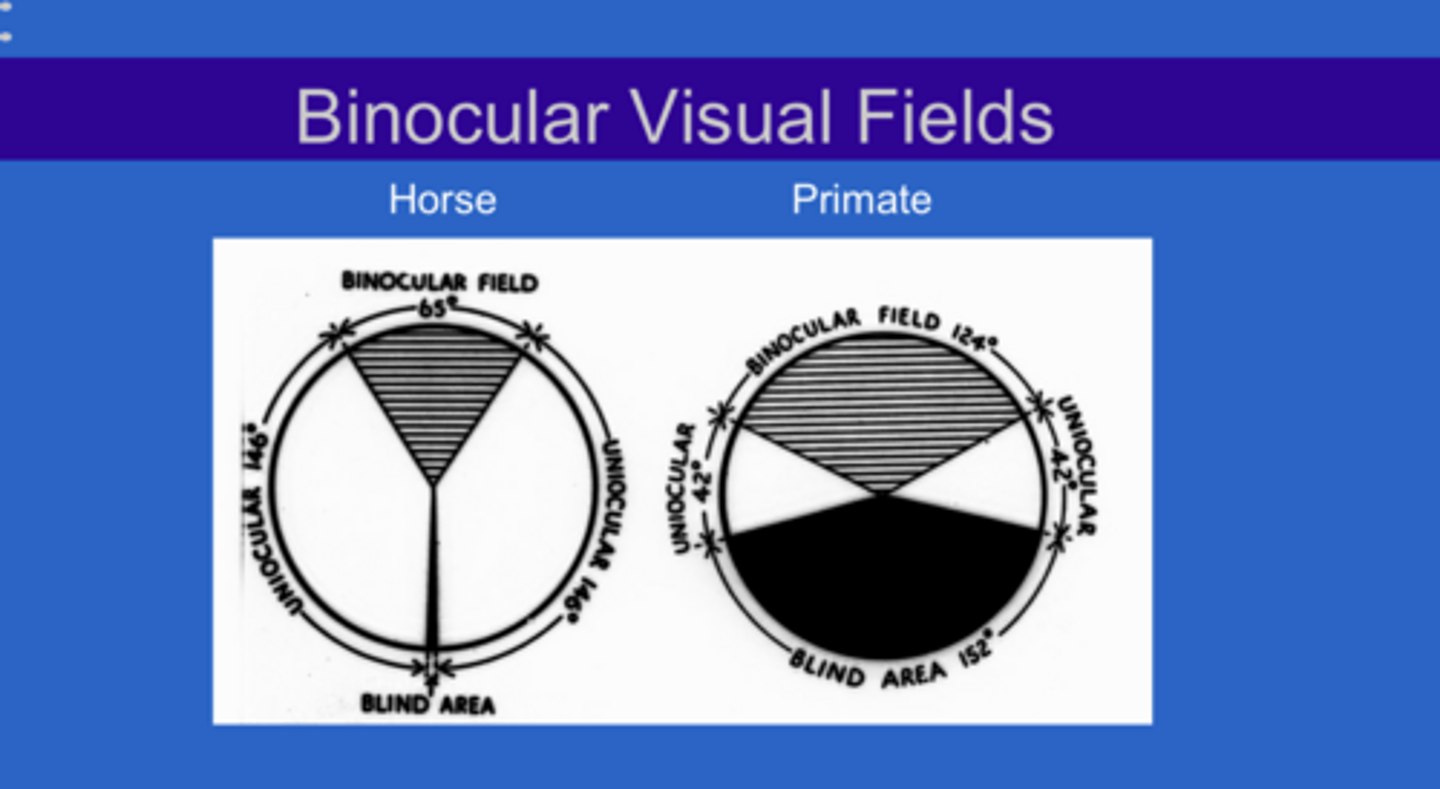 <p>Binocular Visual Fields -- Horse and Primate (Pic)</p>