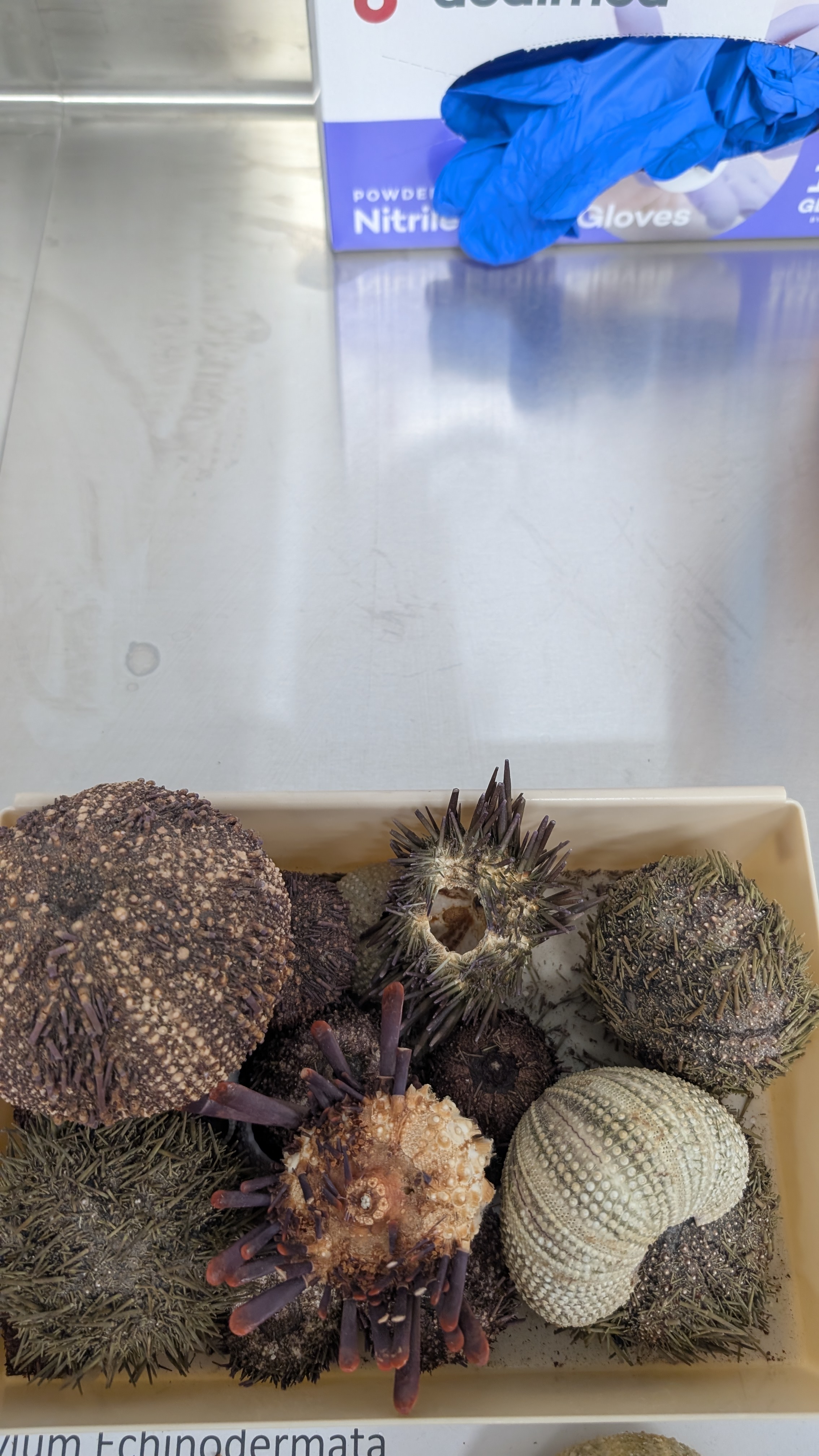<p>Identify</p>