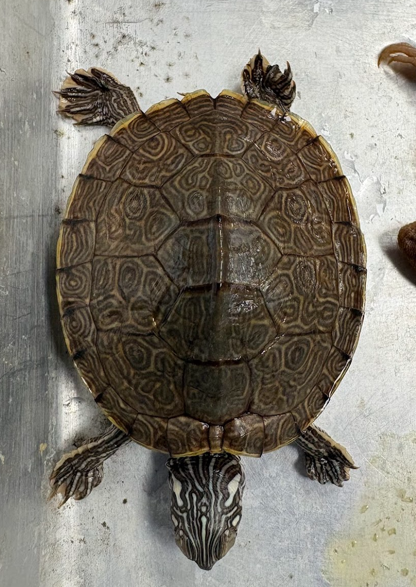 <p><span style="background-color: transparent;">Pseudemys texana</span></p>