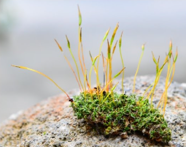 <ol><li><p>what is the phylum?</p></li><li><p>what is the ploidy of the orange?</p></li><li><p>what is the ploidy of the green?</p></li></ol><p></p>