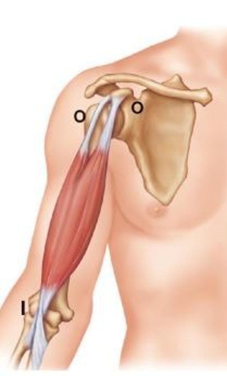 <p>origin of long head of biceps brachii</p>