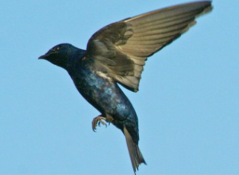 <p>Order: Passeriformes<br>Family: Hirundinidae</p>