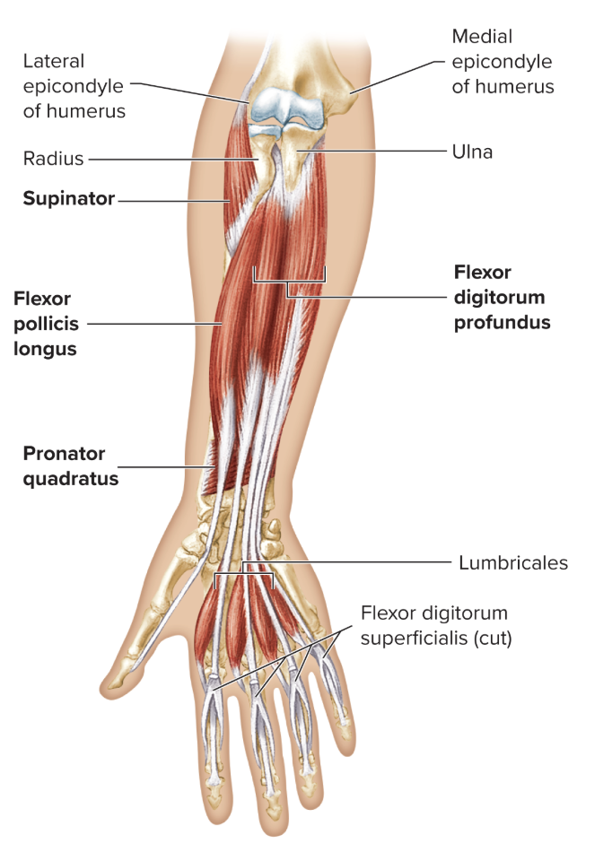 <p>Origin: Distal part of anterior ulna </p><p>Insertion: distal radius</p><p>Action: pronates hand</p><p>Innervation: median nerve (anterior interosseus branch) </p>