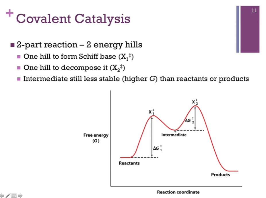 <p>Covalent catalysis is a 2 part reaction! 2 energy hills! One first energy hill to form <strong>Schiff base</strong>, represents the hill to form our <strong>covalent bond </strong>(that hill = deltaG1doubledagger) (first intermediate is X1doubledagger). AFTER we form that covalent bond with our substrate and covert it to product, we have to break that bond; that’s our second energy hill! (that second hill = deltaG2doubledagger) (second intermediate = X2doubledagger). </p><p>NOTE “Intermediate” on the diagram! The valley BETWEEN the two hills represents the point at which we formed that covalent bond with the substrate or product before it’s released. It is at a lower energy level that EITHER of our two intermediates (X1doubledagger and X2doubledagger) and yet it is at a higher energy level that either the reactants or products. </p>