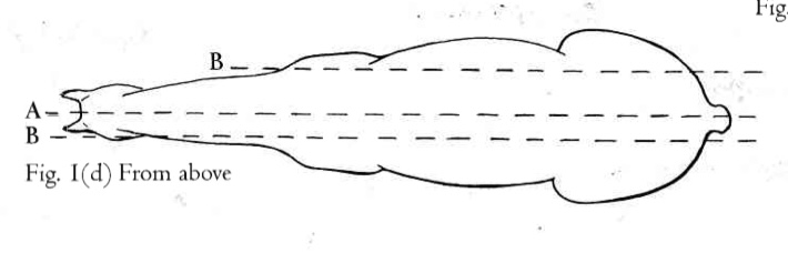 <p>A</p>