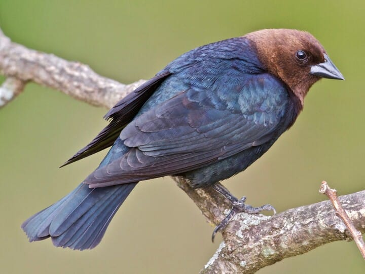 <p>brown-headed cowbird</p>