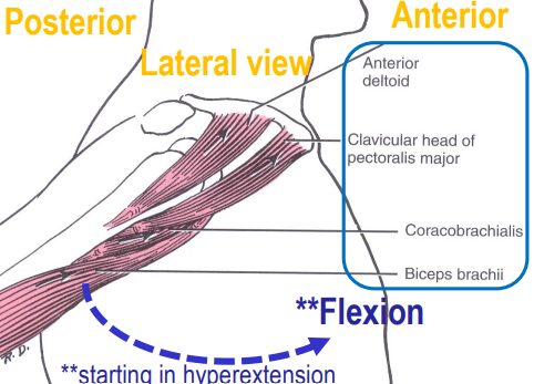 <ul><li><p>deltoid (anterior)</p></li><li><p>pectoralis major (clavicular head)</p></li><li><p>coracobrachialis</p></li><li><p>biceps brachii</p></li></ul><p></p>