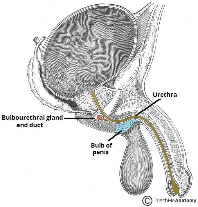 <p>The <strong>bulbourethral</strong> <strong>gland</strong> secretes an <strong>alkaline</strong> <strong>mucous</strong> for <strong>lubrication</strong></p>