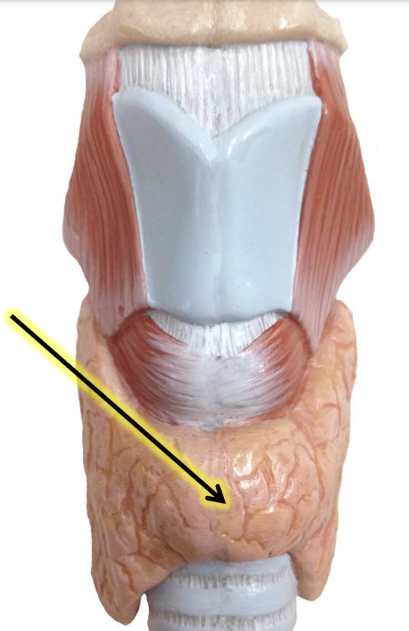 <p>organ and part?</p>