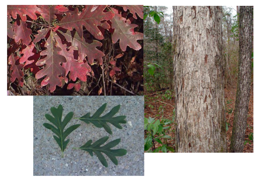<p>•</p><p>Acorns are high value wildlife food</p><p>•</p><p>Key Characters:</p><p>•</p><p>Lobed leaves</p><p>•</p><p>Shaggy, flaky bark</p>