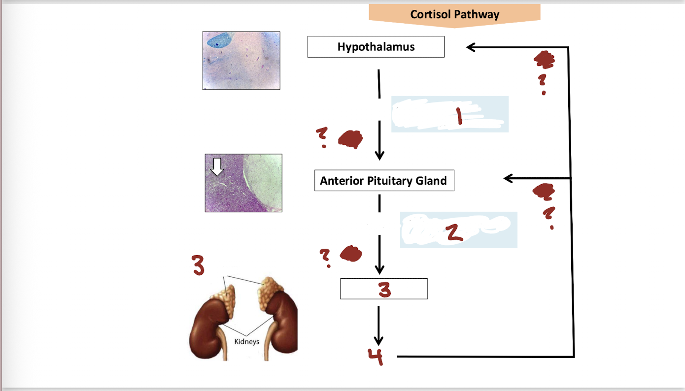 <p>In the Cortisol Pathway, What is number 3? (The organ targeted by hormone released by anterior pituitary gland)</p>