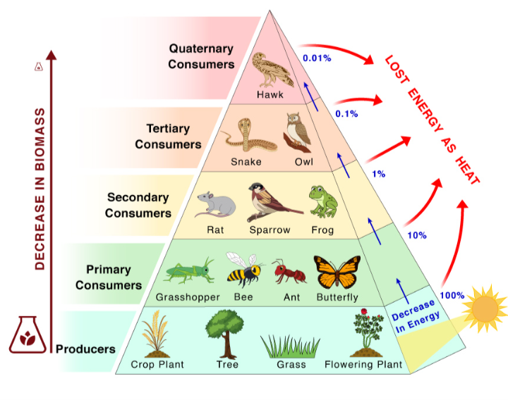<p>the amount of chemical energy in a consumer’s food that is converted to new biomass</p><p>the transfer of energy between trophic levels is around 10% efficiency</p>