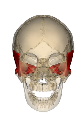 <p>What bone is this?</p>