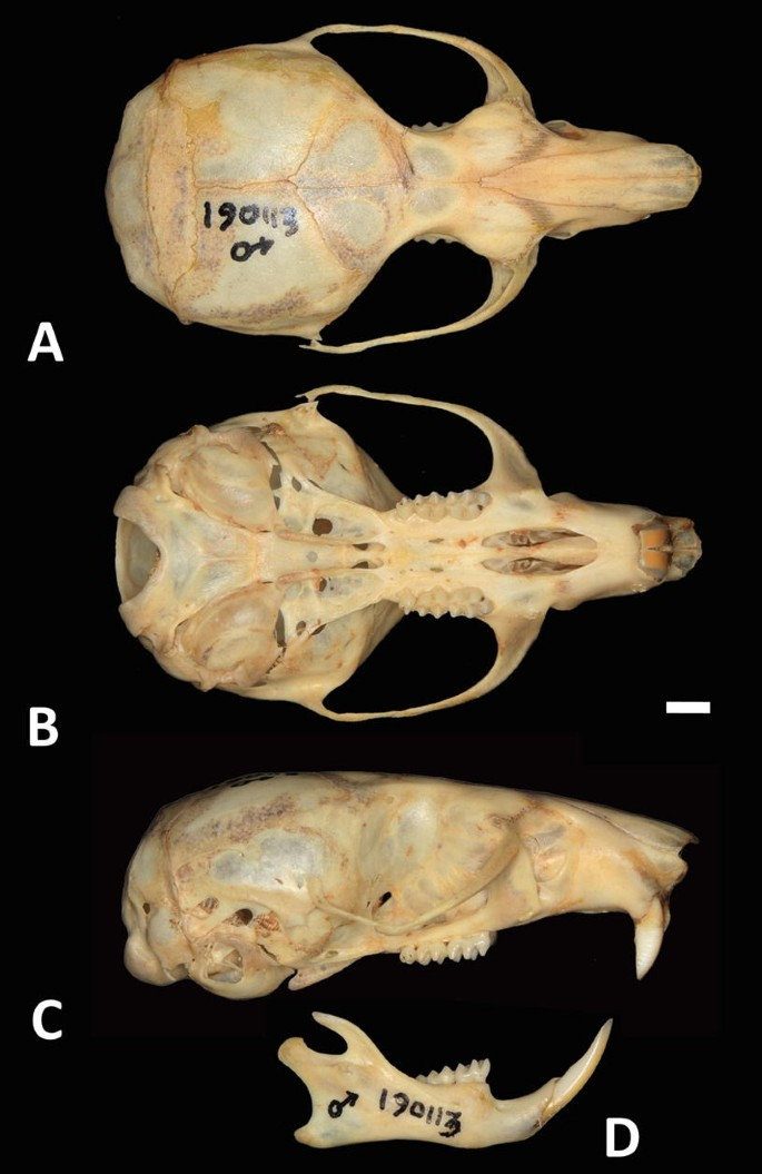 <p>Family Cricetidae Onychomys leucogaster (Northern grasshopper mouse)</p>