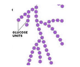 <p>type of carb and how its identified</p>