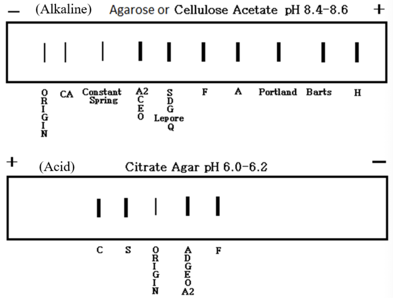 <p>alkaline uses cellulose acetate or agarose. pH = 8.4 - 8.6. <span style="background-color: transparent;">normal adult = Hgb A, A<sub>2</sub> and F. all others are abnormal. HbC=Crawl, HbS=Slow, HbF=Fast, HbA=Accelerated. </span></p><p><span style="background-color: transparent;">acid uses citrate agar. pH = 6.0 - 6.2</span></p>