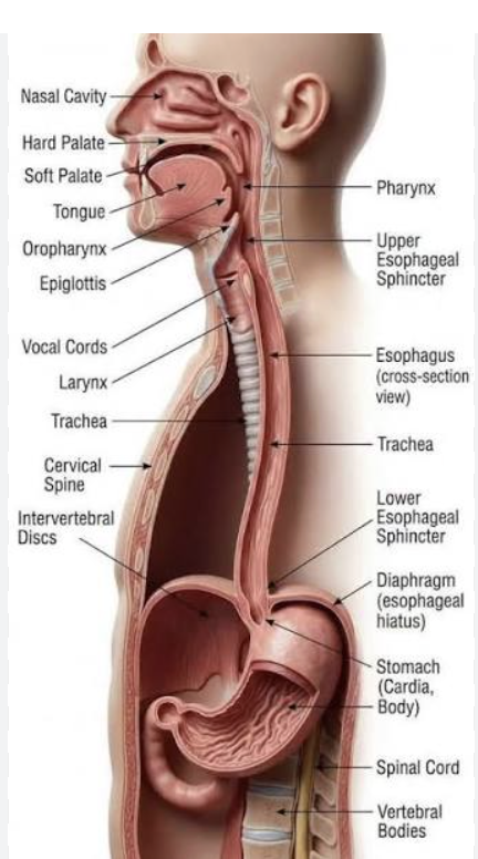 <p>Gastroesophageal sphincter </p>
