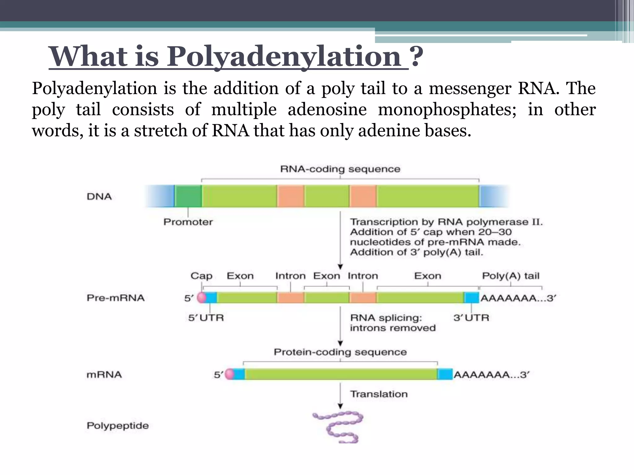 <p>the addition of a poly (A) tail—a string of adenine nucleotides—to the 3’ end of a pre-mRNA it helps to increase mRNA stability and assists with nuclear export and translation</p>