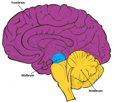 <p>Forebrain</p>