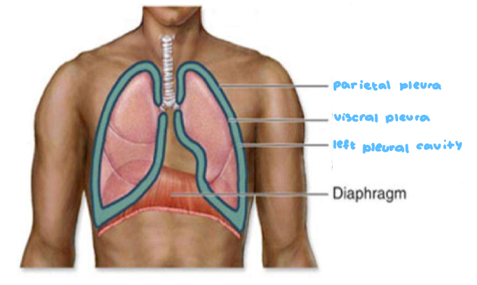 <ol><li><p>Parietal → lines the wall of the cavity</p></li><li><p>Viseral → lines the lungs in the cavity</p></li></ol><p></p>