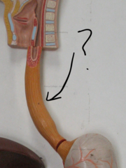 <p>Name this organ</p>