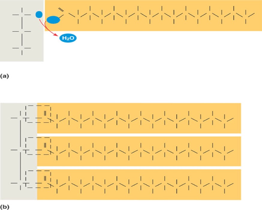 <p>fatty acids and <mark data-color="yellow" style="background-color: yellow; color: inherit;">3 molecules</mark> of glycerol linked by dehydration reactions to form ester linkages</p><ul><li><p>function as fat storage in adipose tissue</p></li><li><p>hydrophobic</p></li><li><p>can differ in saturation of fatty acid composition</p></li></ul><p></p>