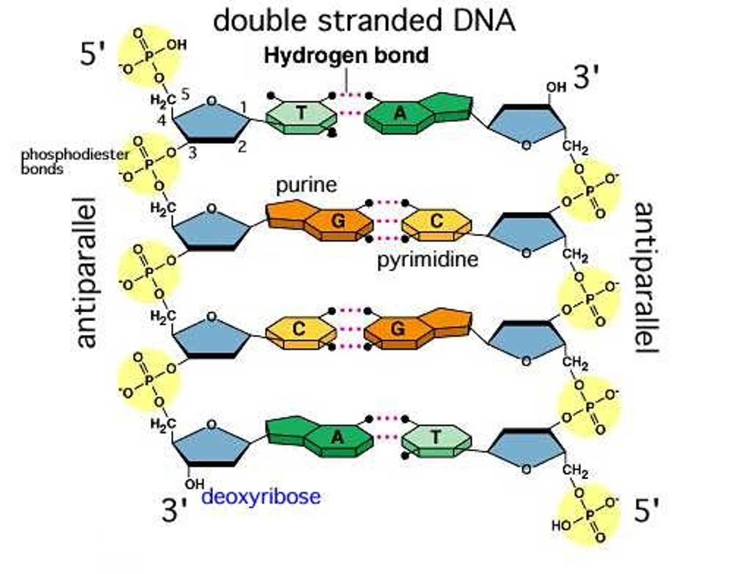 <p>- 5' will have an OH or phosphate group bound to C-5' of the sugar</p><p>- 3' will have an OH bound to C-3' of the sugar</p>