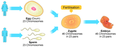 <p>Examples of REPRODUCTION:</p><p>-bean plant ~> beans</p><p>-multi-celled (multicellular) mother and father creates a multi-celled child</p><p>-single cell (unicellular) bacteria copies itself to create a next generation bacteria</p>