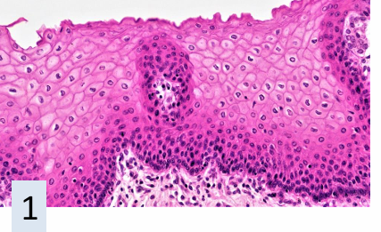 <p>what is this tissue</p>