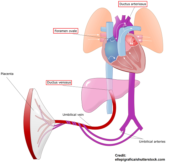 <p>carries oxygenated blood from the pulmonary artery to the aorta</p>