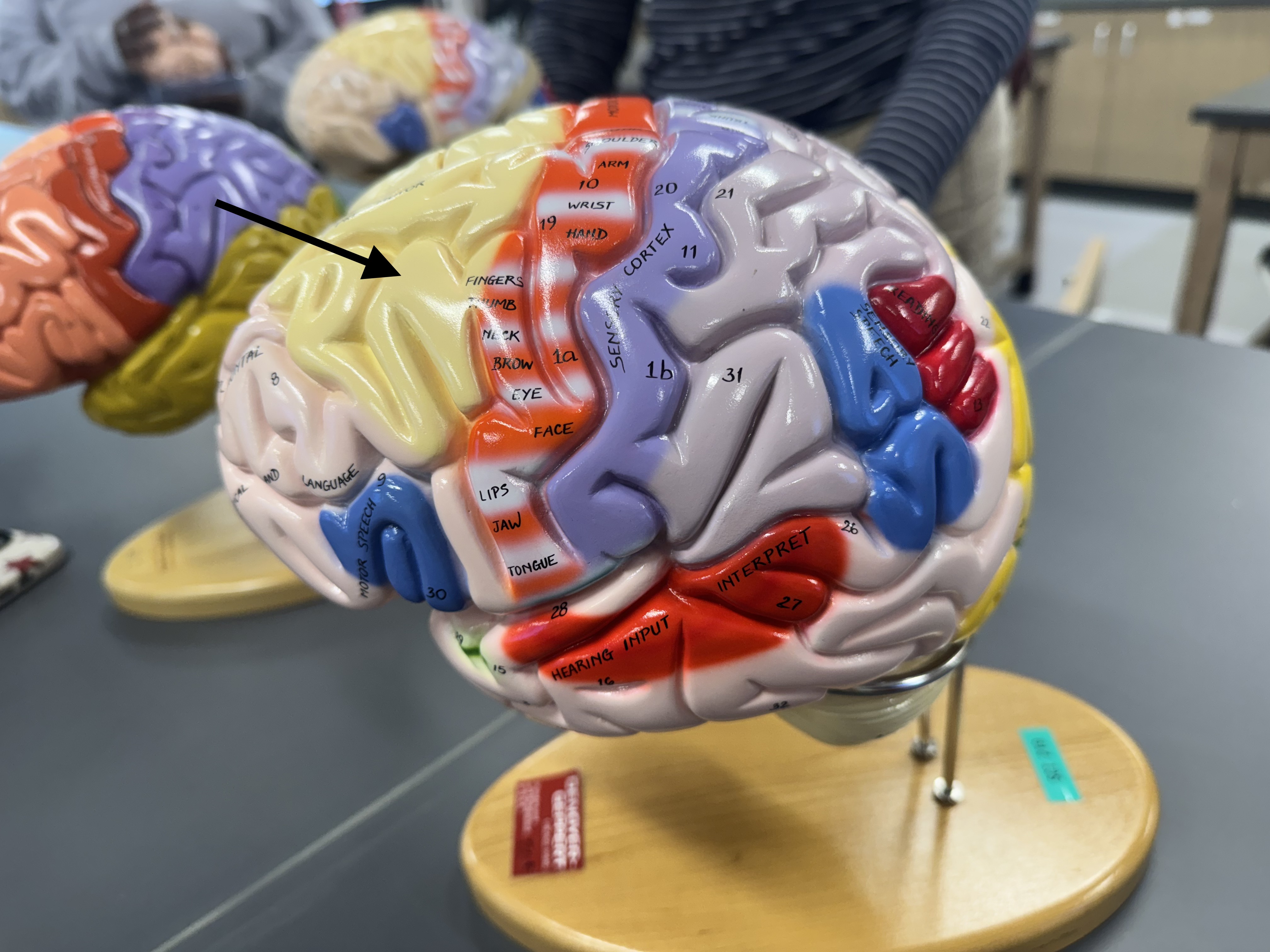 knowt flashcard image