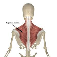 <p>located in the <u>shoulder/upper back</u>; extends head/shrugs shoulders</p>